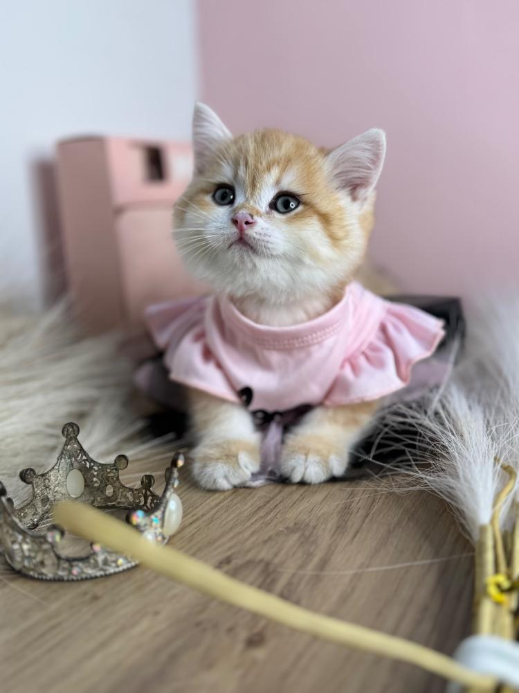 قطط للبيع – احجز أليفك الآن من متجر قطط مارشميلو