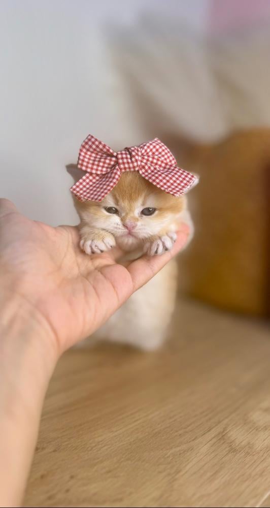 أسعار القطط في السعودية | احجز قطوه الحين