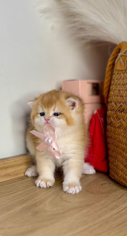 أفضل متجر لبيع القطط في السعودية| احجز قطوك قبل نفاذ الكمية