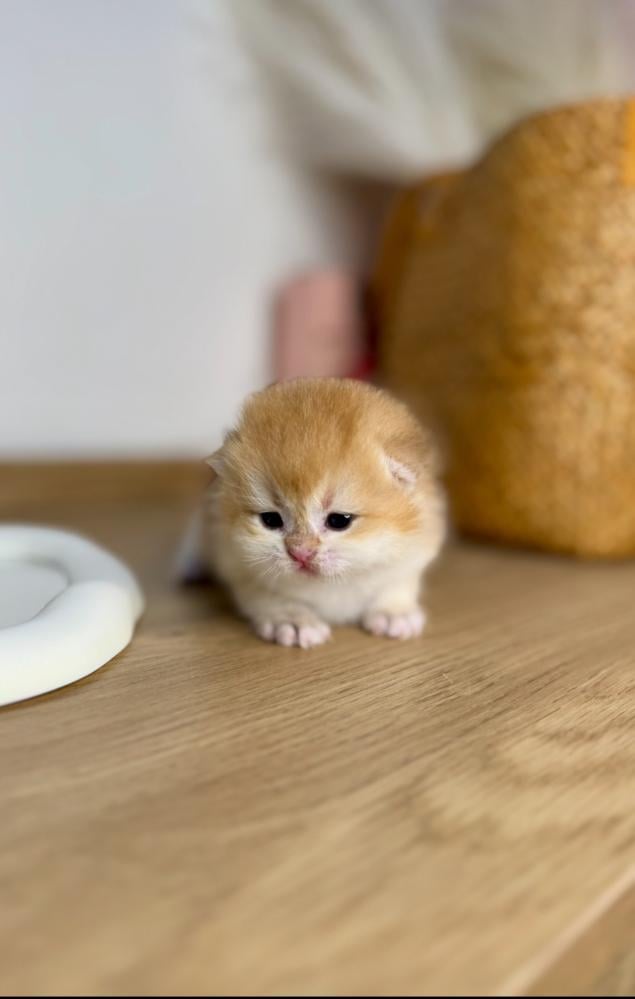 قطط للبيع الرياض | احجز قطتك الآن من متجر مارشميلو