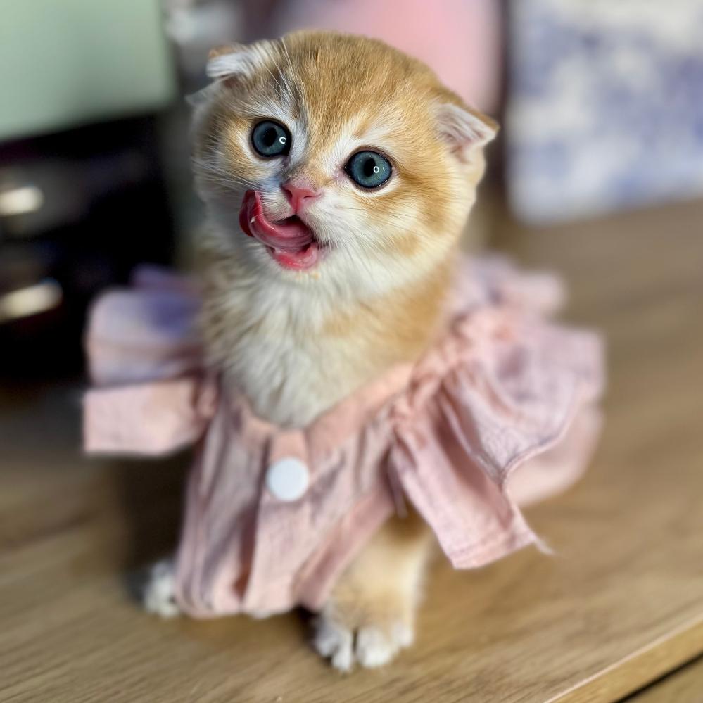 بيع قطط في أبها قطط الرياض بساس سكوتش فولد للبيع في السعودية