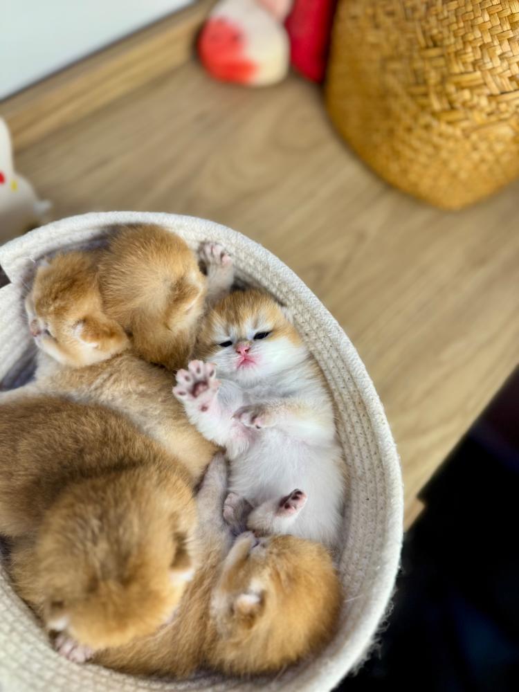 قطط بريتش للبيع | أفخم بريتشاتنا بانتظاركم من متجر قطط مارشميلو