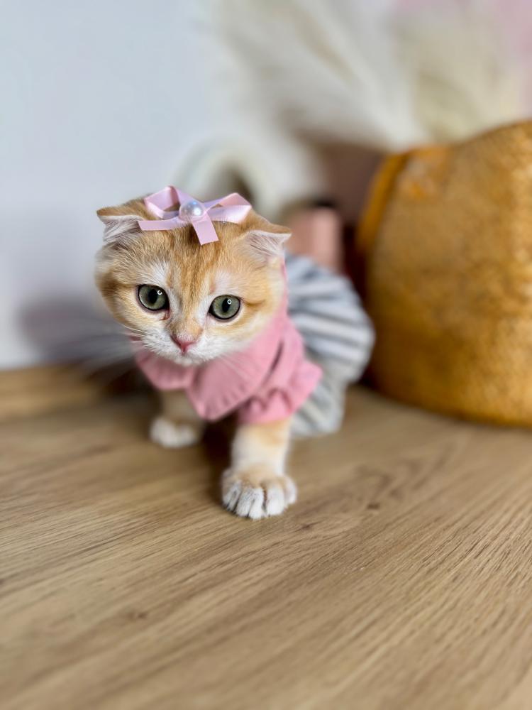 قطوة للبيع في الخبر | احجز قطوك الآن