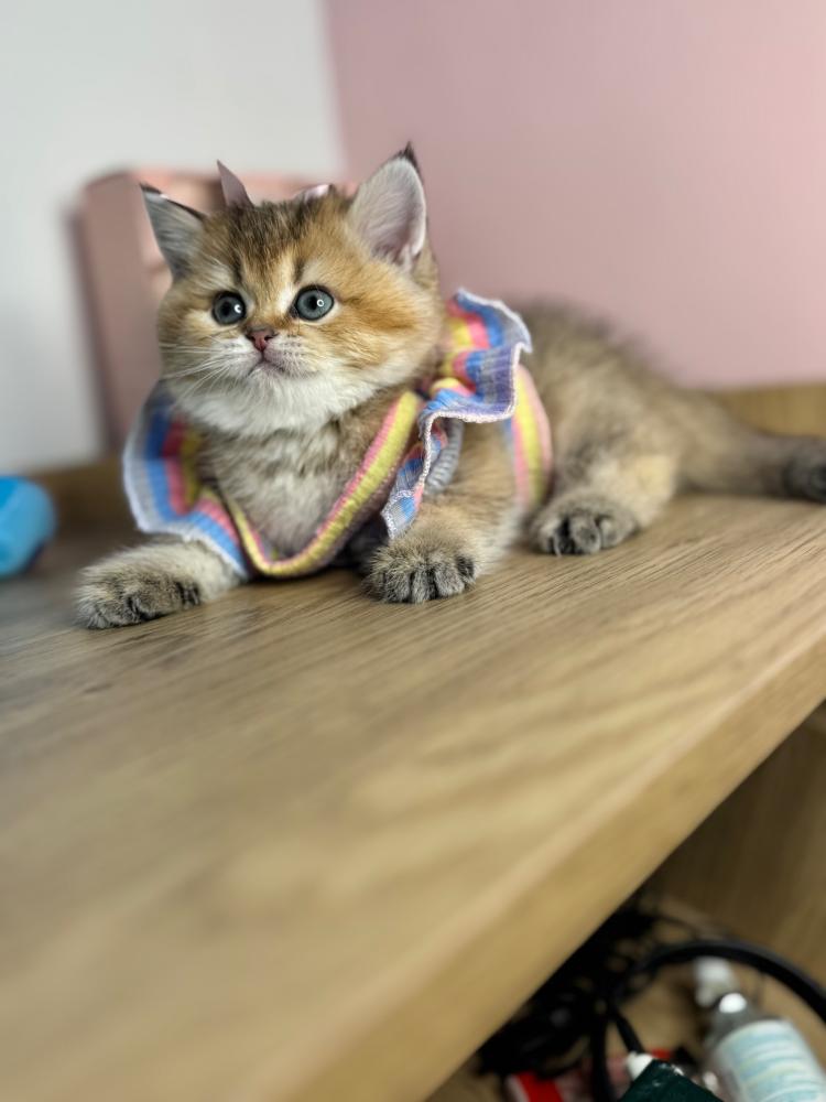 متجر قطط جدة | أليف بانتظارك اليوم