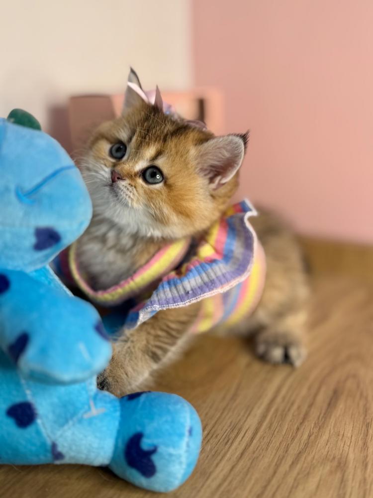 متجر قطط السعودية – احجز أليفك الحين