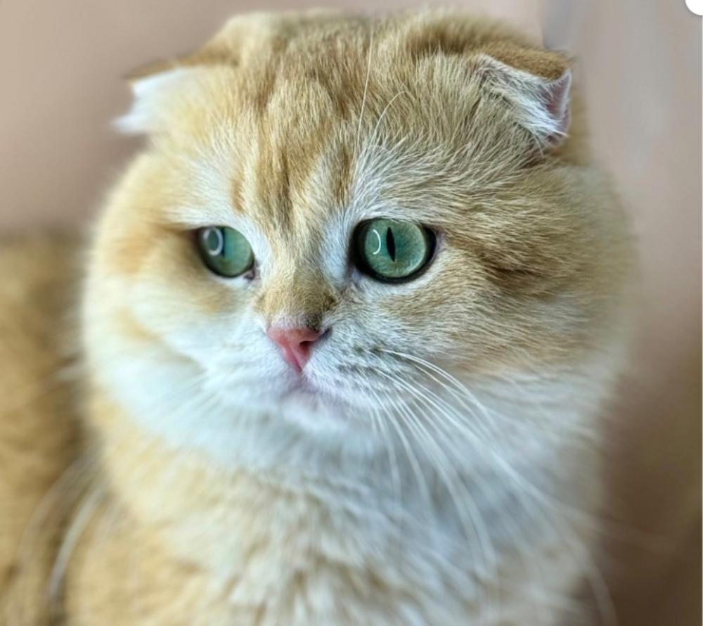 قطط سكوتش للبيع في الشرقية | احجز الحين