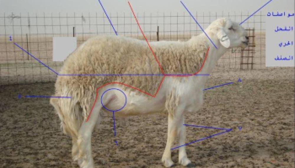 العلف ( مكعب) عند مربي وهذه حسب وجهة نظرة