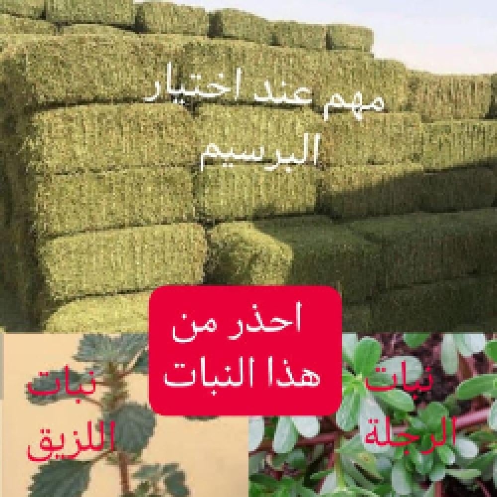 البرسيم مهم عند اختيار البرسيم للأغنام