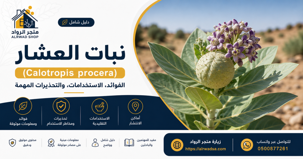 نبات العشار (Calotropis procera): الفوائد والاستخدامات والتحذيرات المهمة