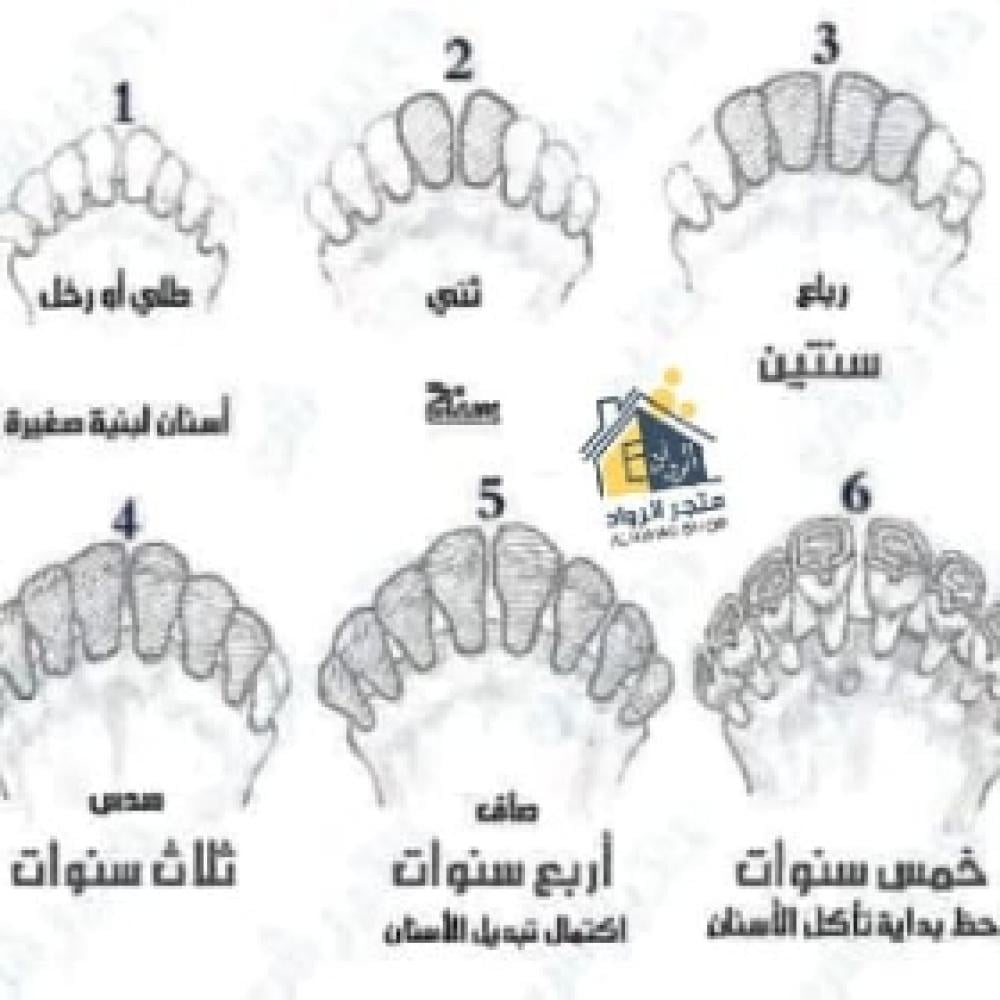 كيف تعرف سن الأغنام؟ | دليلك لفهم جذع وثني ورباع مقدمه من متجر الرواد