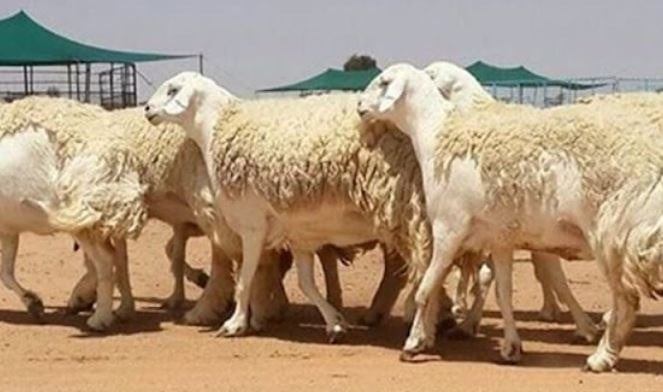 ملخص نافع ومفيد لتربية الأغنام