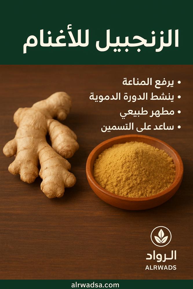 الزنجبيل للأغنام – فوائد مذهلة لرفع المناعة وتنشيط القطيع