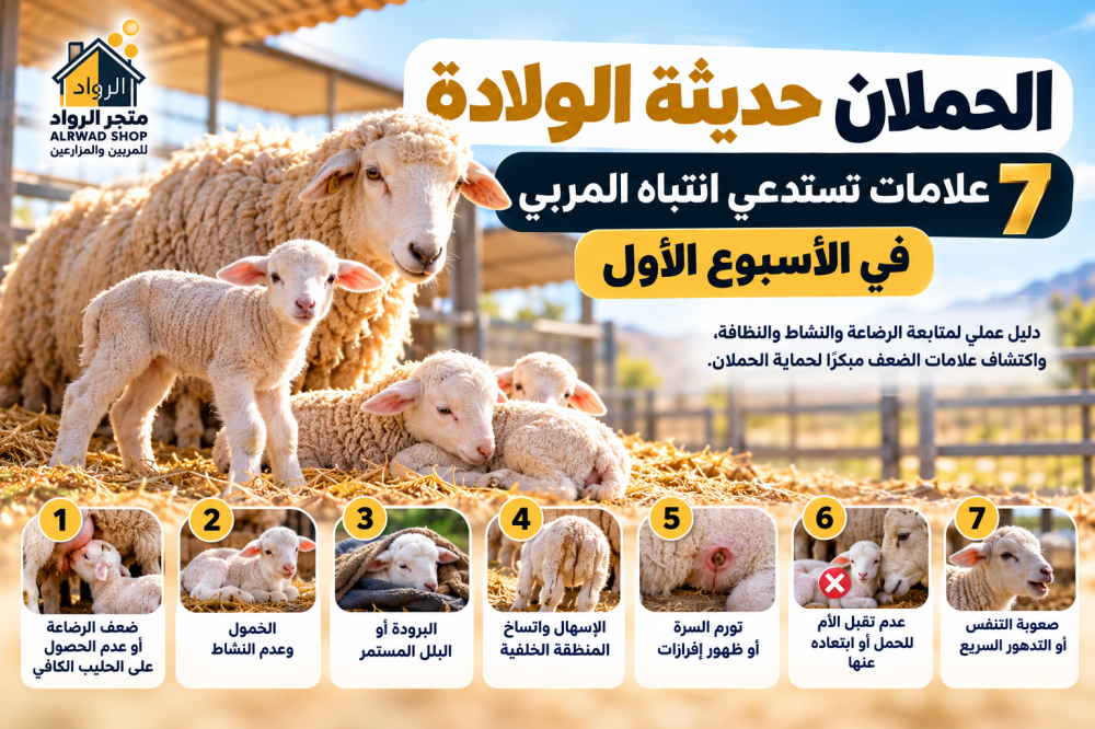الحملان حديثة الولادة: 7 علامات تستدعي انتباه المربي في الأسبوع الأول