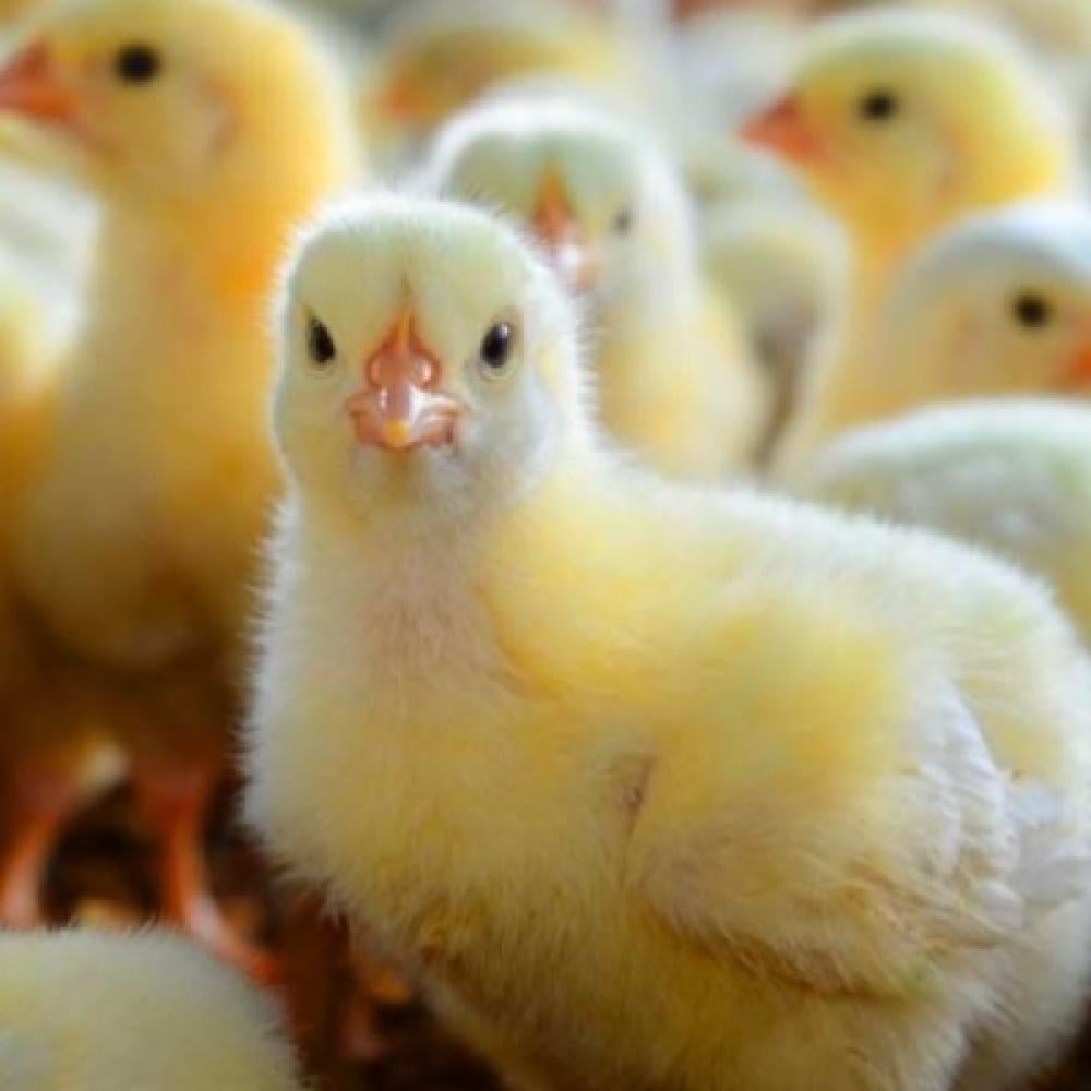 حضانة الكتاكيت ونمو الدجاج البياض