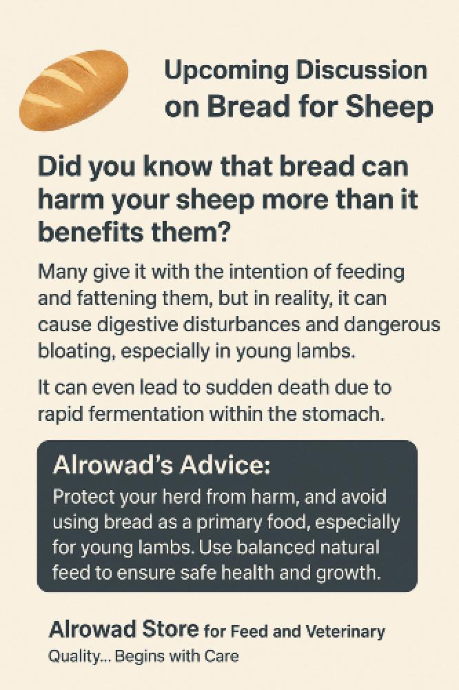 الخبز للأغنام — فوائده وأضراره وطريقة استخدامه الآمنة
