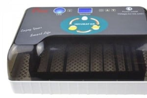 فقاسة 12 بيضة