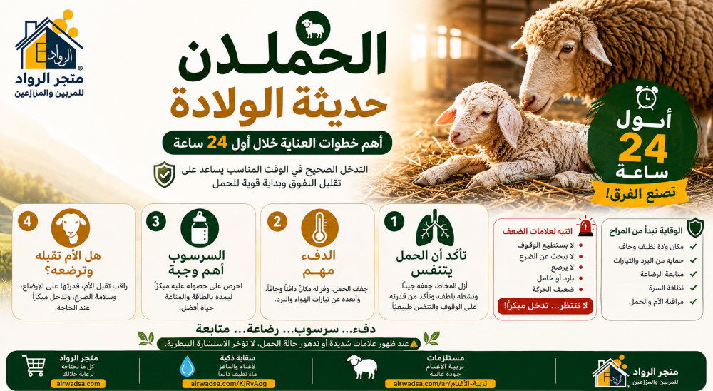 الحملان حديثة الولادة: أهم خطوات العناية خلال أول 24 ساعة