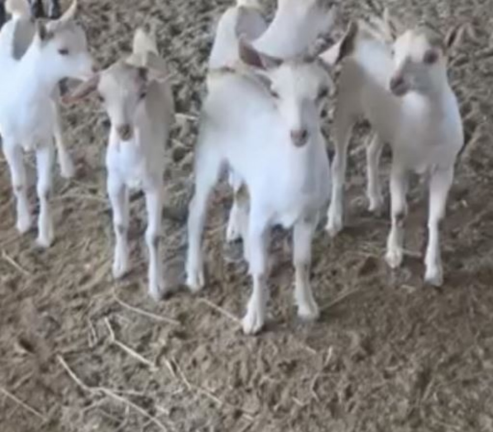 معلومات تهمك عند تسمين البهم ( الربط )