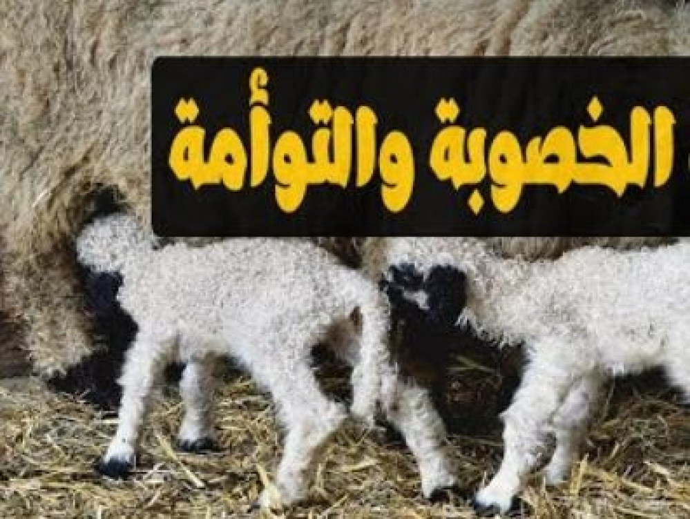 المتاومة في الأغنام