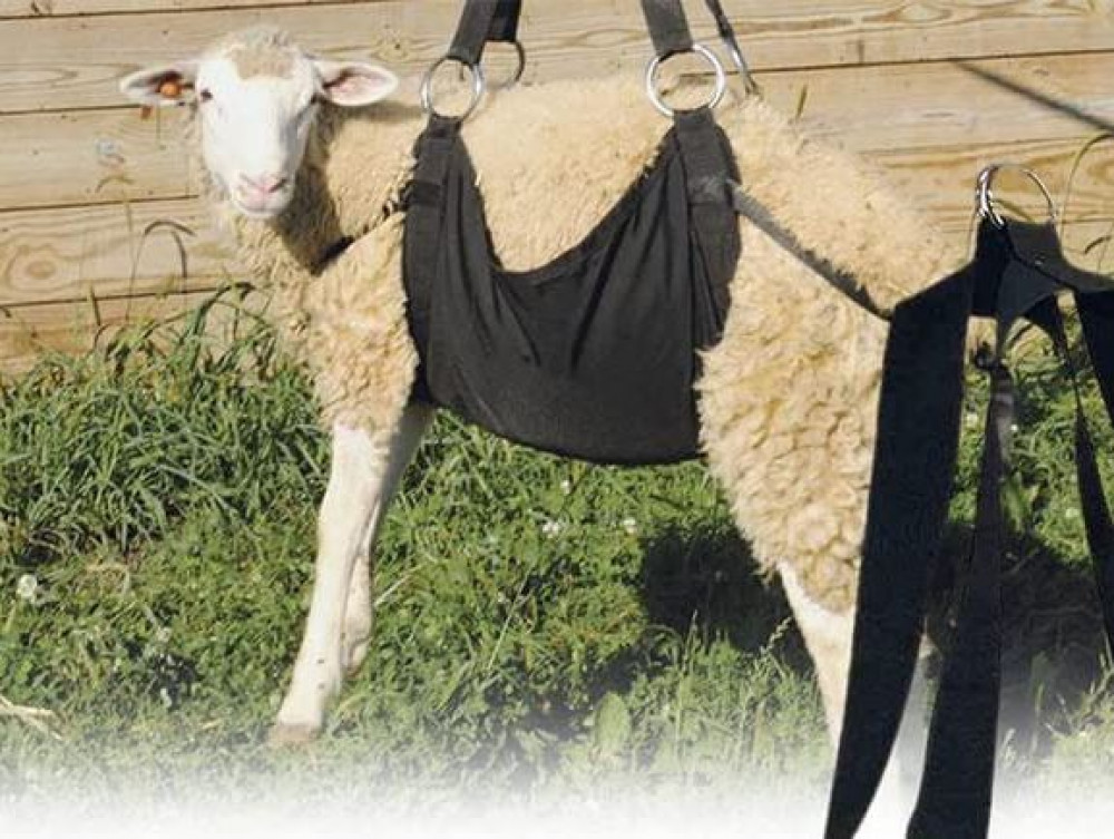 حامل لوزن العجول الحملان قابل للتعديل
