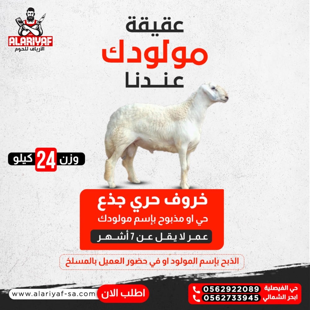 عقيقه مولودك - خروف حري جذع وزن 24 ك