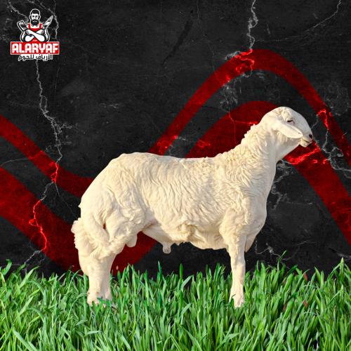 خروف حري كامل وزن لا يقل عن 18 ك بعد الذبح