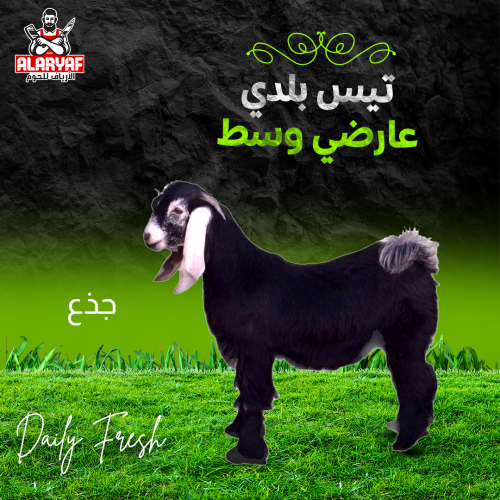 تيس بلدي عارضي وسط وزن 12 كيلو