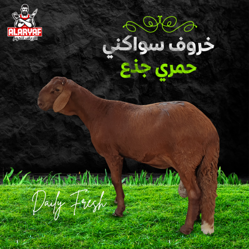 خروف سواكني حمري جذع وزن لا يقل عن 18 كيلو