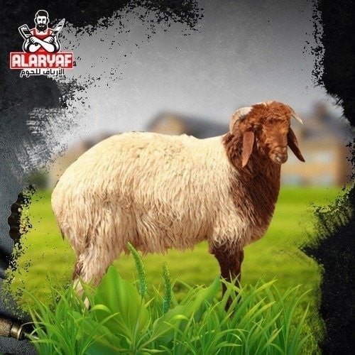 خروف نعيمي كامل وزن 22 كيلو بعد الذبح
