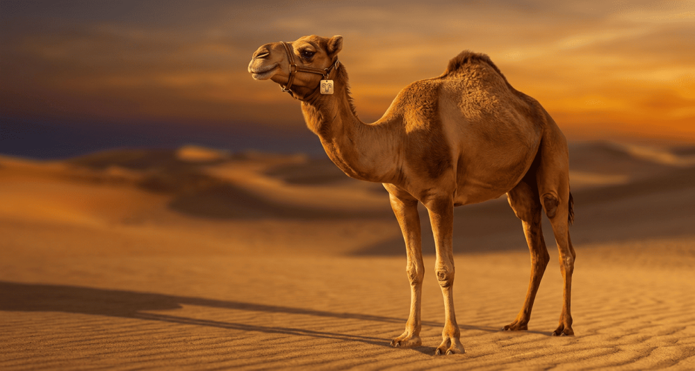 لحم حاشي مرابي — دليلك الشامل للاختيار والطهي والفوائد | مراعي الكلأ