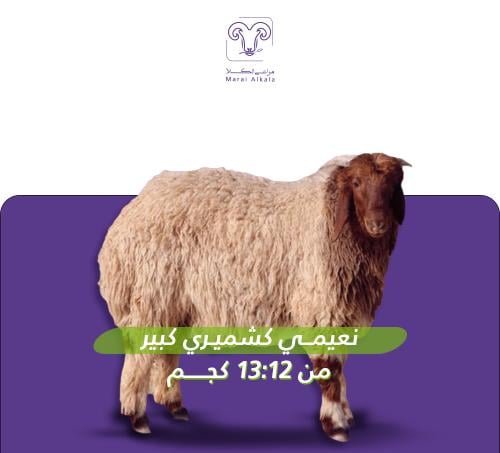 خروف نعيمي كشميري 12-13 كيلو