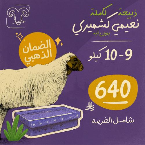 خروف نعيمي كشميري بدون لية 9-10 كيلو