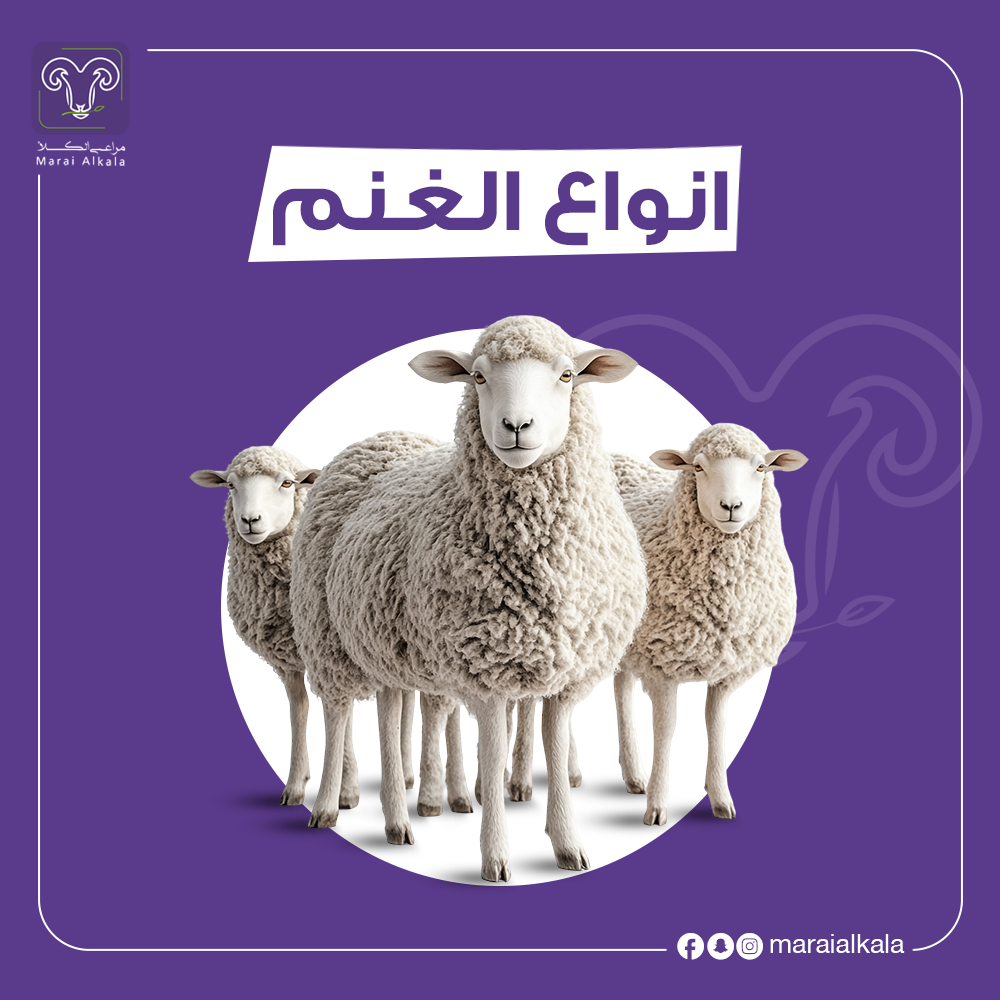 دليل شامل عن انواع الغنم في المملكة العربية السعودية 2025 - مراعي الكلأ