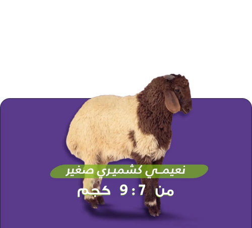 خروف نعيمي كشميري 7-9 كيلو