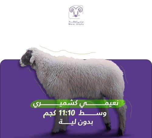 خروف نعيمي كشميري بدون لية 10-11 كيلو