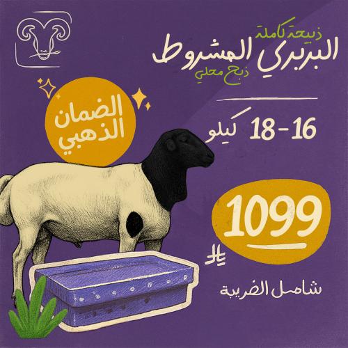 خروف بربري مرابي الأصلي 16-18 كيلو