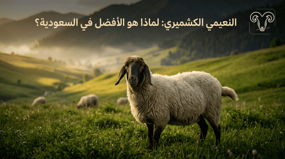 الخروف النعيمي الكشميري: ما الذي يجعله الأكثر طلباً في السعودية؟