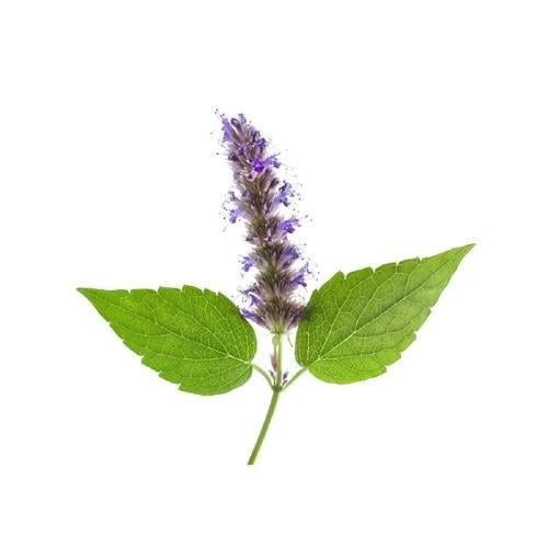 زيت الباتشولي العطري النقي ( طبيعي )