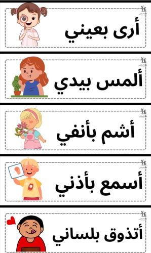 بطاقات الحواس الخمس ملف pdf