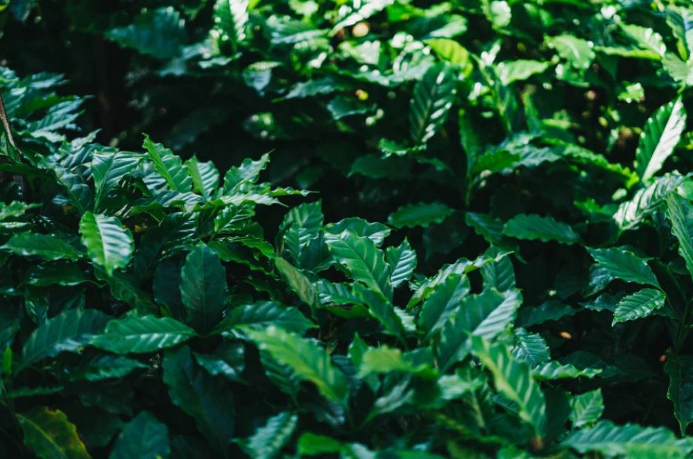 Ways to maintain sustainable coffee cultivation