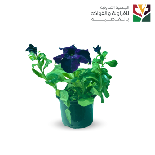 بتوتيا