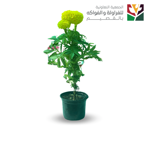 ماري جولد