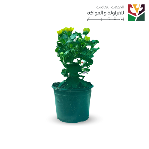 اروله