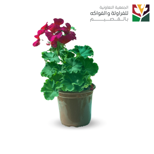 خبيز هولندي