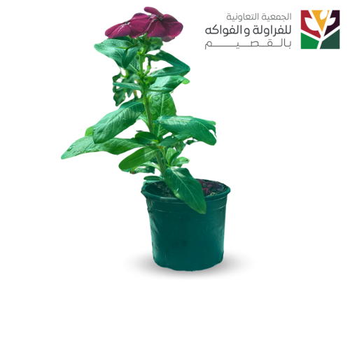 بفته