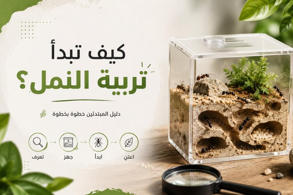 كيف تبدأ تربية النمل؟
