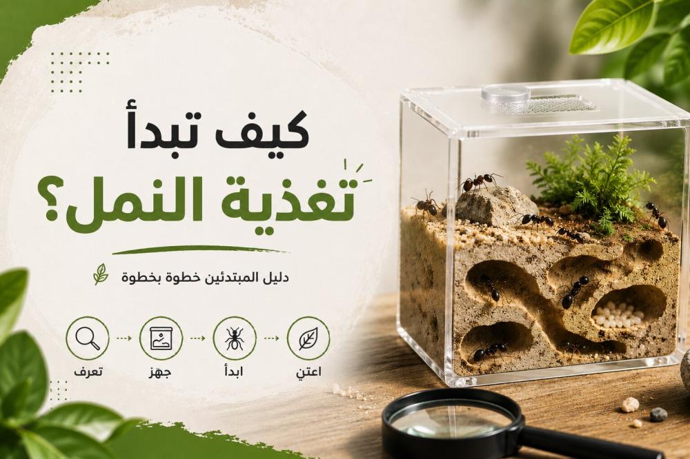 تغذية النمل