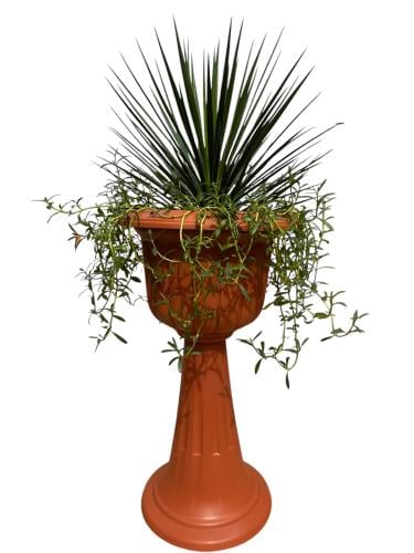 يكة ألوية الأرواق Yucca aloifolia