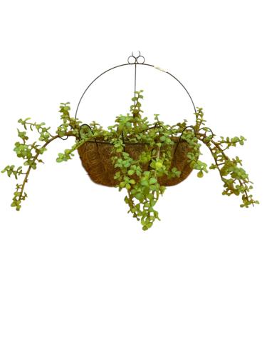 رجلة الصبار portulacaria afra