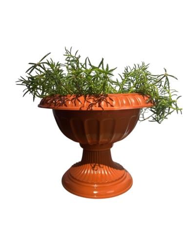 البقلة Portulaca grandiflora